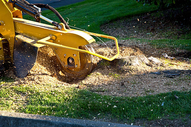 How Our Tree Care Process Works  in  Chippewa Falls, WI